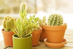 屬虎的今年犯太歲嗎,屬虎破太歲的最佳方法