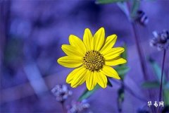 1995年屬豬的最佳婚配,豬最忌諱的三個屬相