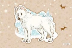 Will a divorced man born in the Year of the Dog find happiness? Will he remarry?