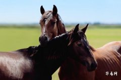 1954年屬馬沙中金命色彩指南