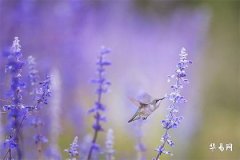 塔羅牌教皇代表什麼?探討教皇牌意義