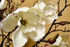 73年屬牛女最佳首飾, 73年牛女適合戴金還是銀