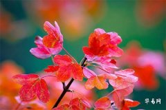 94年屬狗女頭婚不長久,1994屬狗二婚會在哪一年