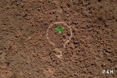 What格 is Wu Earth Born in the Chou Month? What Relationships Does Wu Earth Have with the Ten Heavenly Stems