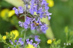 屬虎的出生年份,62年虎今年下半年運勢