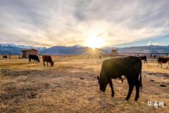 How to Determine the Use of Deity for Wu Earth Born in the Month of Zi, What Industries Are Suitable for Women with Wu Earth Element