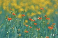 1973年一月屬牛還是鼠,73年牛84鼠婚配為大忌