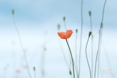 屬馬和屬虎的合不合,虎和馬在一起誰帶財