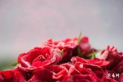 1975年屬兔桃花劫,75的兔今年有無爛桃花