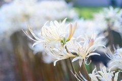 Is it good to be born in the second half of the year for those born in the Year of the Snake? Which months are inauspicious for the Snake?