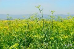 屬龍女離婚後能快速走出來嗎_屬龍離婚的原因