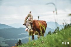 Which Year is the Divorce Year for People Born in the Year of the Ox? Is the Divorce Rate High for Men Born in the Year of the Ox?