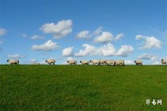 1991年的正緣在哪一年結婚,1991年生肖羊的桃花運如何?