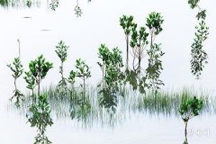 1991年屬羊最佳婚配,1991年羊34歲後正緣出現