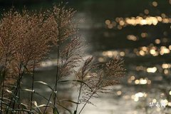 屬馬的灶要安在什麼方向_灶台在窗戶下好不好