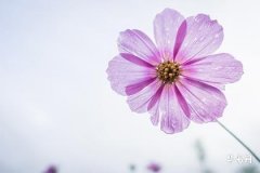 命宮在酉宮無主星對宮天機巨門解析