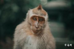 猴劍鋒金命詳解:性格、運勢與生活指南