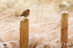 Which is Better: Favorable Luck in Direct or Retrograde Motion? What Does Retrograde Luck Mean?