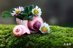 生肖狗是哪幾年,屬狗的6合貴人