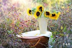 95屬豬男人最佳妻子,1995豬哪一年結婚最好