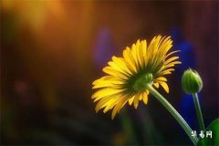 塔羅牌戀人牌的起源與象徵意義