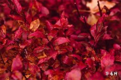 73年屬牛轉大運年齡,1973屬牛二婚哪一年