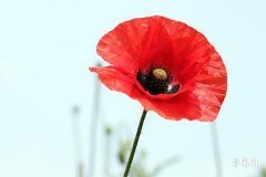 生肖猴是哪年出生的,猴最忌諱的三個屬相