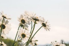 車牌號相加得多少最好_車牌號碼的秘密解析