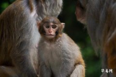 猴劍鋒金與雞劍鋒金:五行命理深度解析