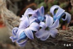 耳垂大的男人的命運