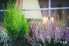 紫微斗數化權入父母宮詳解