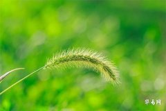 1995年屬豬是什麼命,山頭火命豬有多可怕