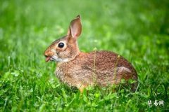 Which Month Do Famous People Born in the Year of the Rabbit Come From? Six Best Auspicious Days for Rabbit Births