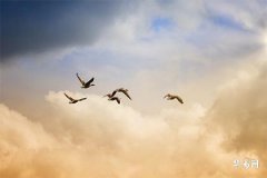 Is it good to be born in the second half of the year for those born in the Year of the Rooster? Which months are most feared by males born in the Year of the Rooster