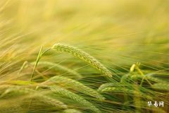 塔羅牌帝王正位:權威與實現的象徵