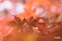 金牛座是土象星座嗎,土象星座的共同特點