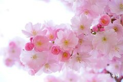 94年屬狗最佳婚配,屬狗和誰越處越旺