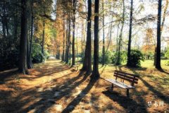 大林木蛇女是什麼命 大林木命人能不能發財