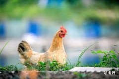 1993年雞劍鋒金命農曆六月命理解析