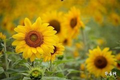 冬至燒紙哪天最好？冬至燒紙選擇十字路口嗎