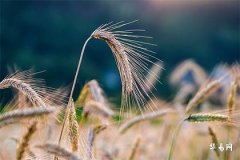 本命年真的是個劫嗎,本命年不順會持續多久