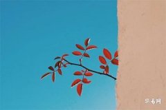 屬兔買房買幾樓：風水指南與購房建議