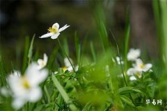 處女座女愛一生一世的星座男，處女座男最後娶了什麼星座女