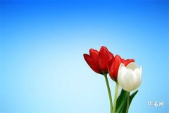 訂婚後過年女方要去男方家拜年嗎？看這裡的解答