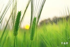 辟邪葫蘆掛在客廳東南方好嗎？風水佈局與功效解析