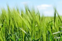 了解胎記有什麼寓意