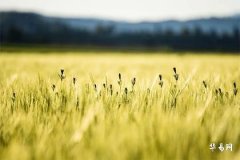 訂婚後過年要給女方親戚送禮嗎？禮物推薦及禮儀解析