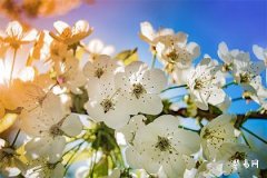 清明節生孩子吉利嗎,清明節生孩子有什麼說法