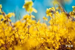 清明節出生女孩命運，清明節出生女孩有福嗎