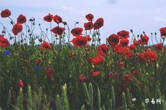 值太歲有好的嗎？太歲是什麼意思？值太歲的宜忌是什麼？